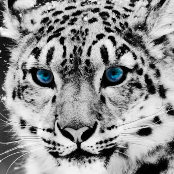 Meet your Posher, Jaida - Picture 1 of 1